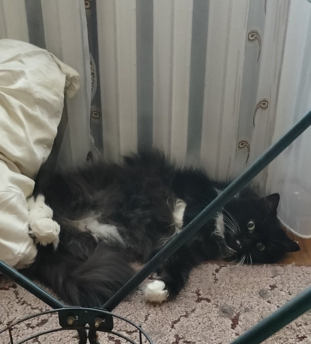Котовторник 18.10.22