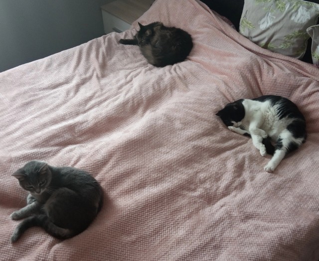 Мой котовторник