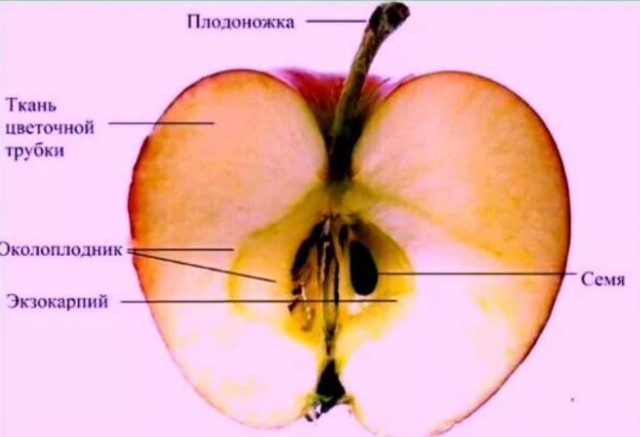 Тестирование у психиатра