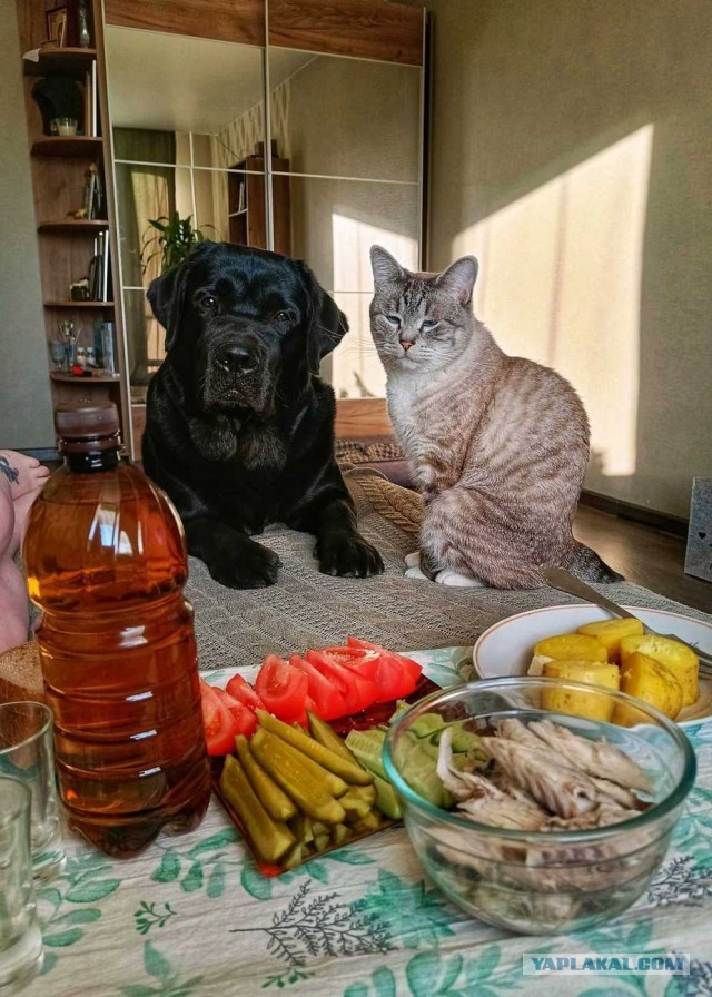 Да здравствует собакочетверг