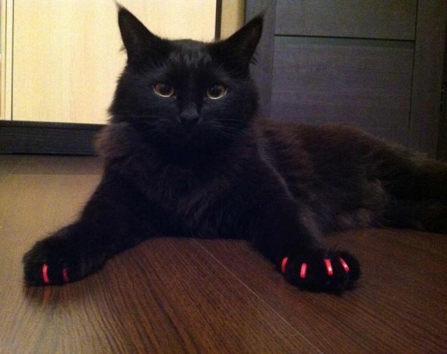 Котовторник 16.04.2013