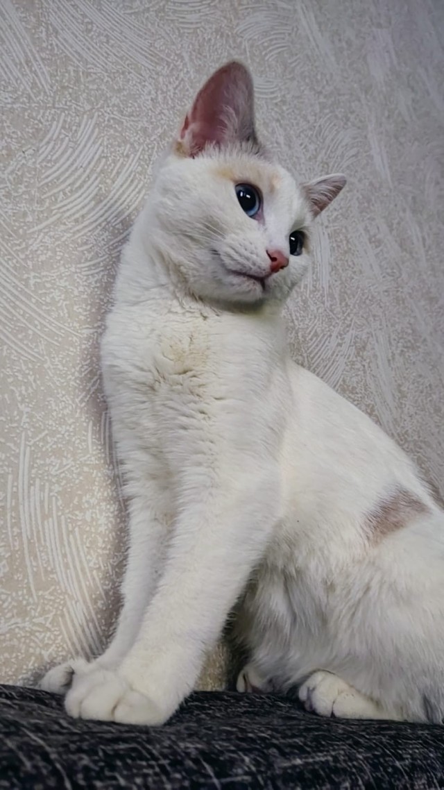 С котовторником ЯПовцы