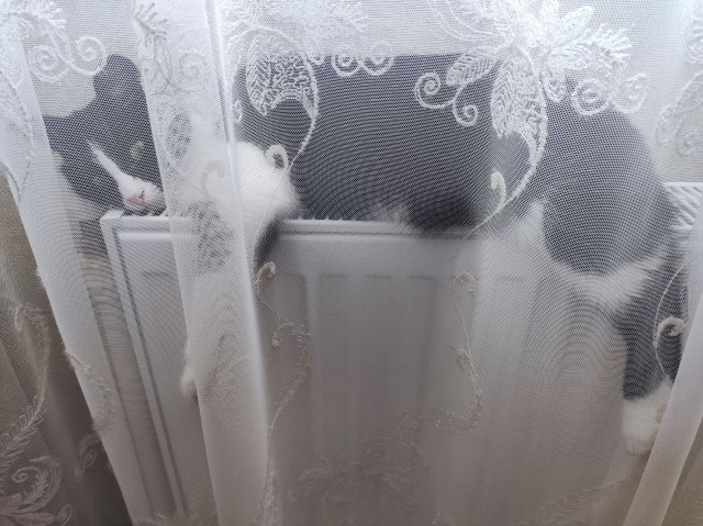 Запустил в мастерской КОТопление