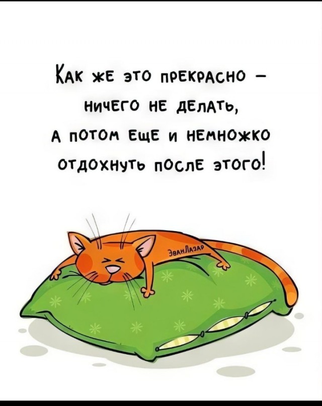 Котовторник в картинках