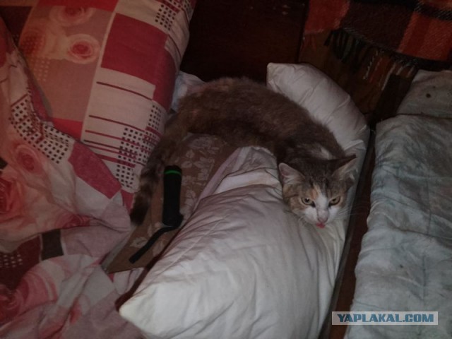 Жизнь домашнего приюта для котеек 515