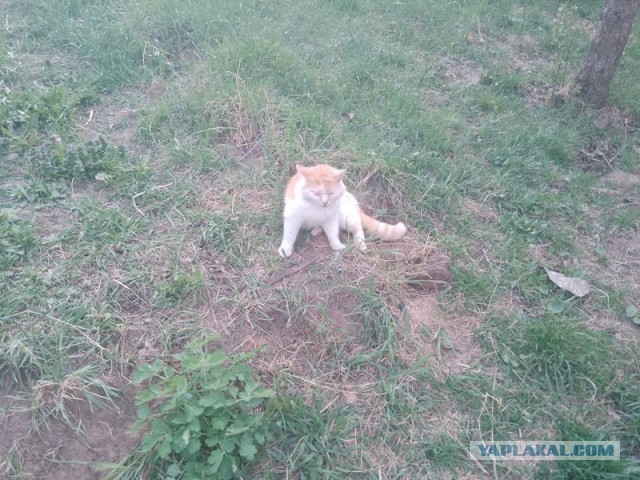 Жизнь домашнего приюта для котеек 541