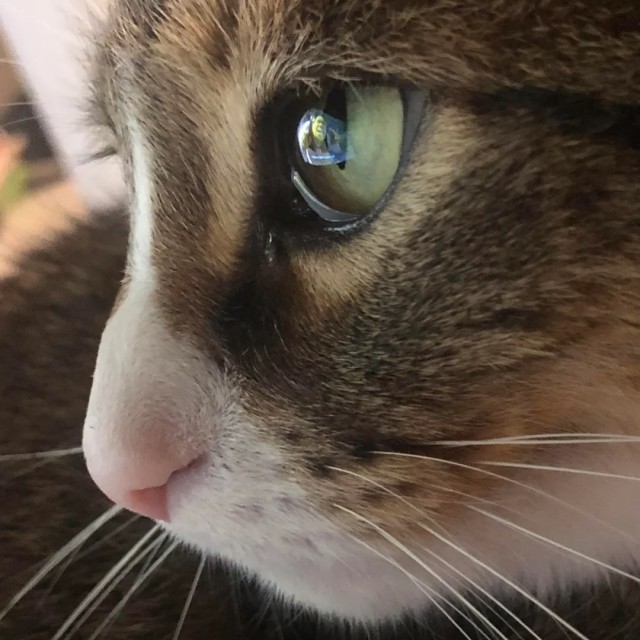 Чел с реддита смог сделать пожалуй одно из лучших фото в истории интернета