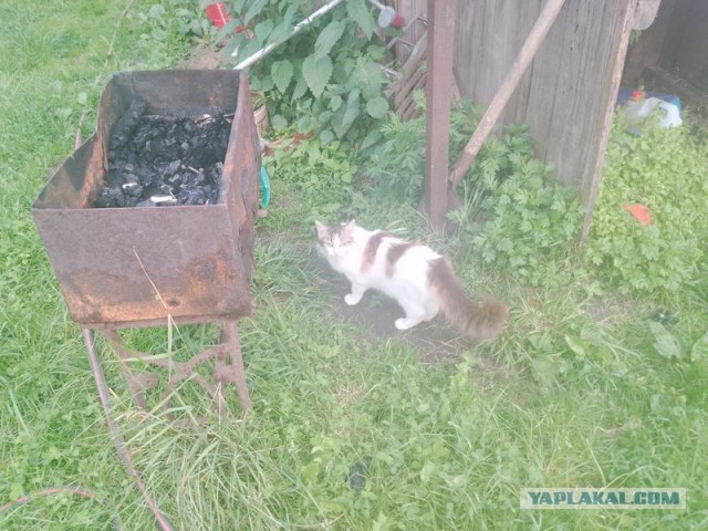Жизнь домашнего приюта для котеек 548
