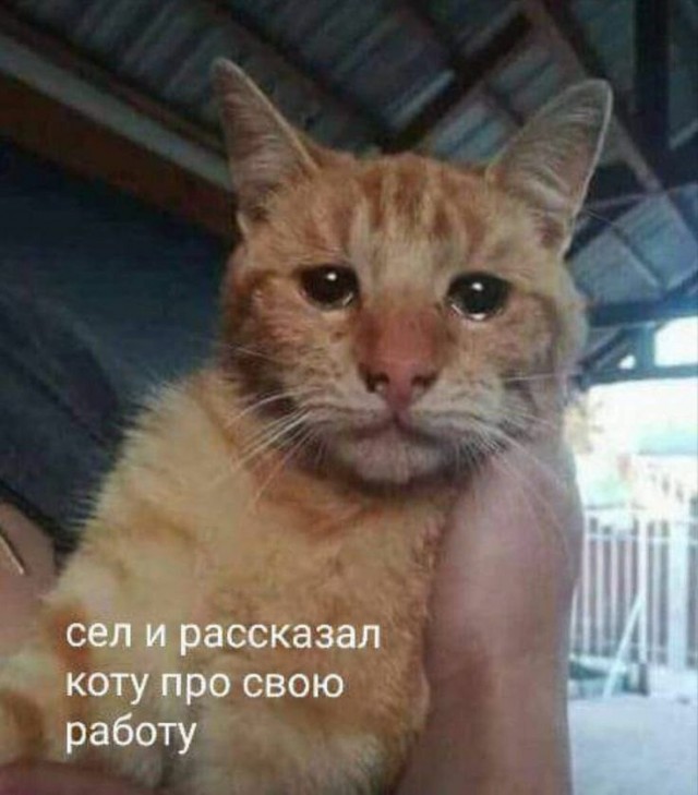 К котовторнику: подборка картинок-баянов с котиками и про котиков. Выпуск 27.