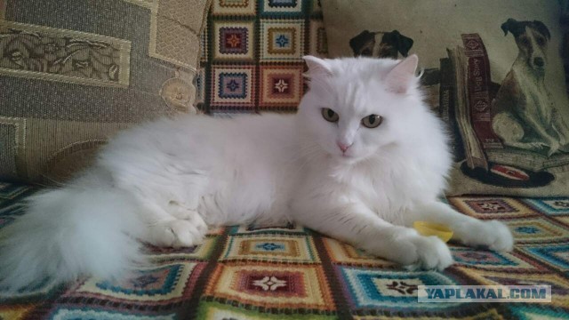 Котовторник. табудык