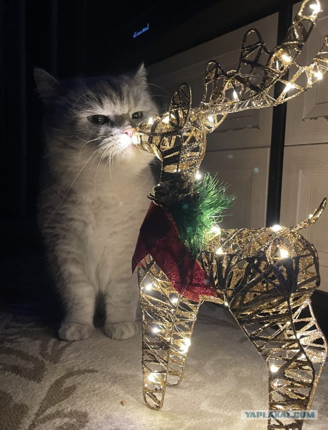 Котовфторник