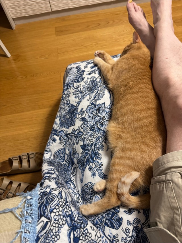Наши коты