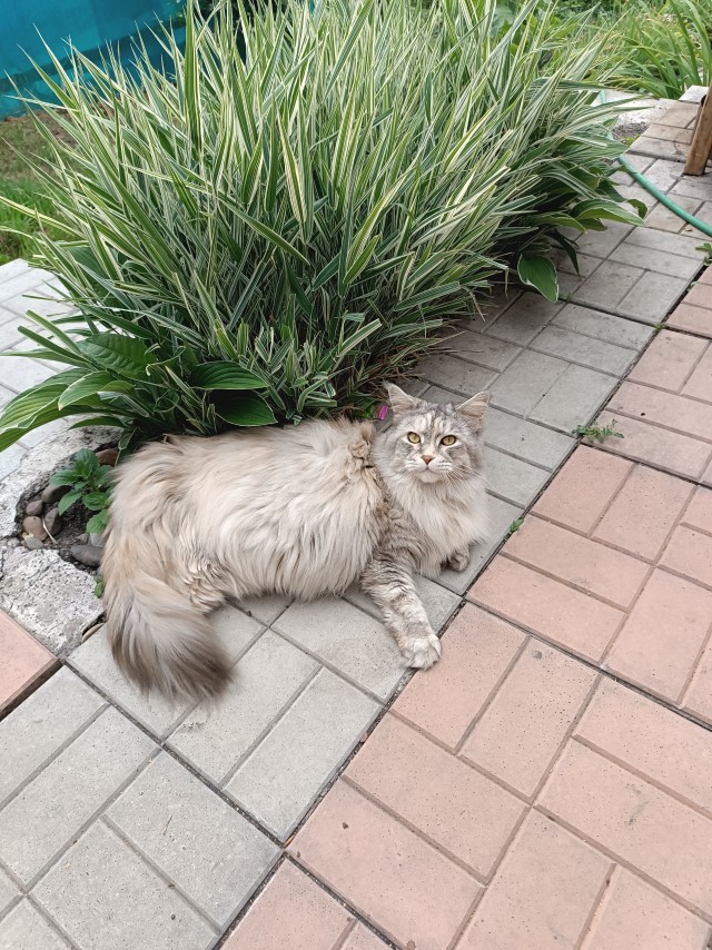 Котовторник.