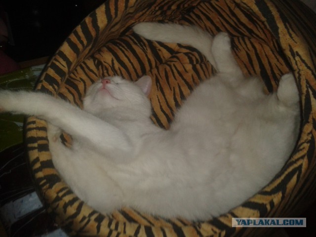 Котовторник 22.10.2013