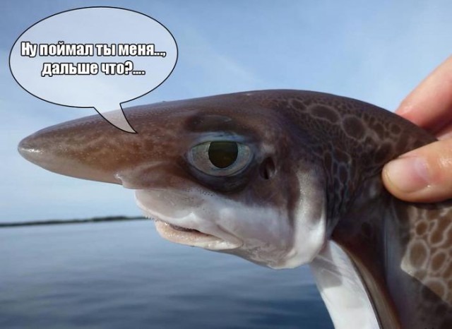 Рыба-пофигист