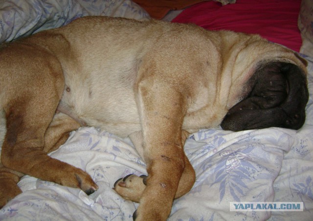 Собакочетверг на 02.01.2014