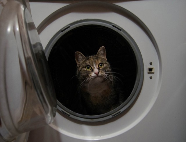 Котовторник на вторник, Котовторник