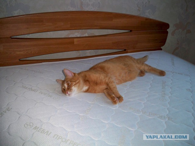 Котовторник 04.03.2014