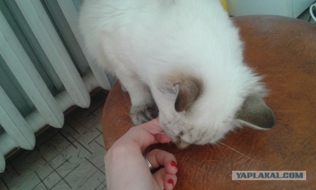 Котовторник 01.04.2014