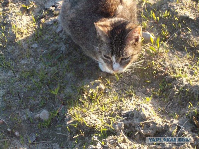 Жизнь домашнего приюта для котеек 9