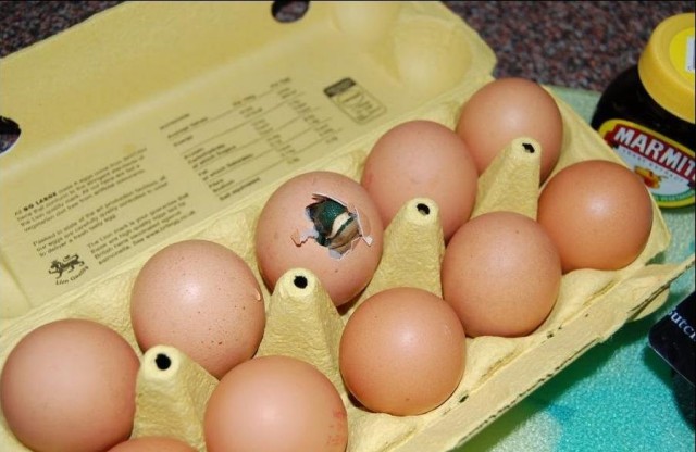 Яичная неожиданность