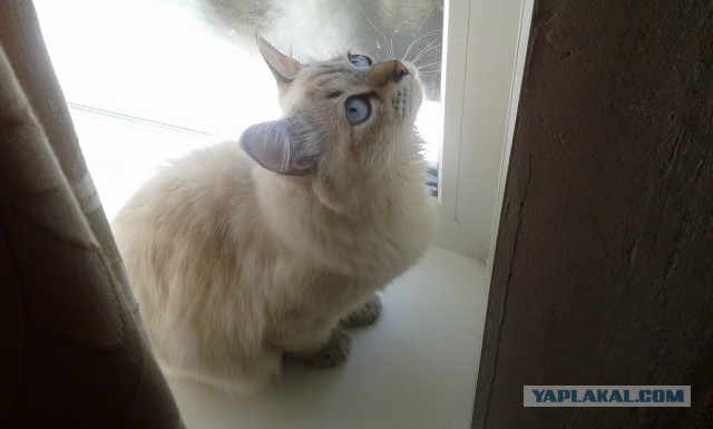 Котовторник 24.06.2014