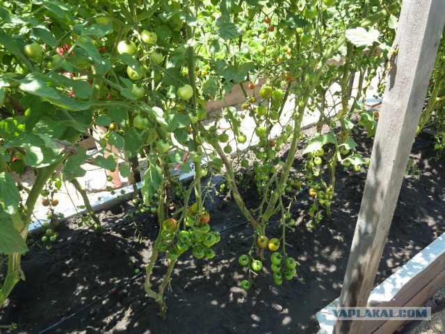 Чем мы бесим Америку и страдальцев по фуагра,