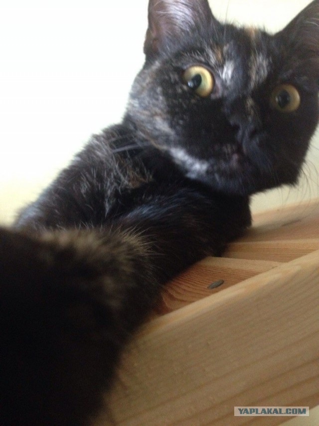 Котовторник 26.08.14.