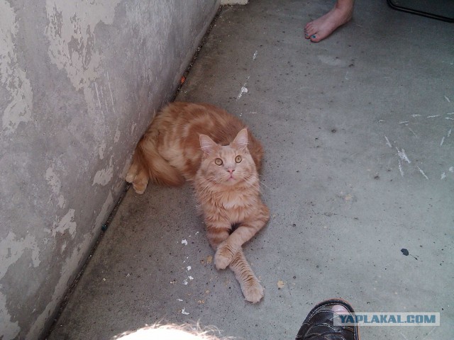 Котовторник 02.09.2014