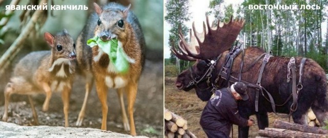 Как сильно могут отличаться размерами животные