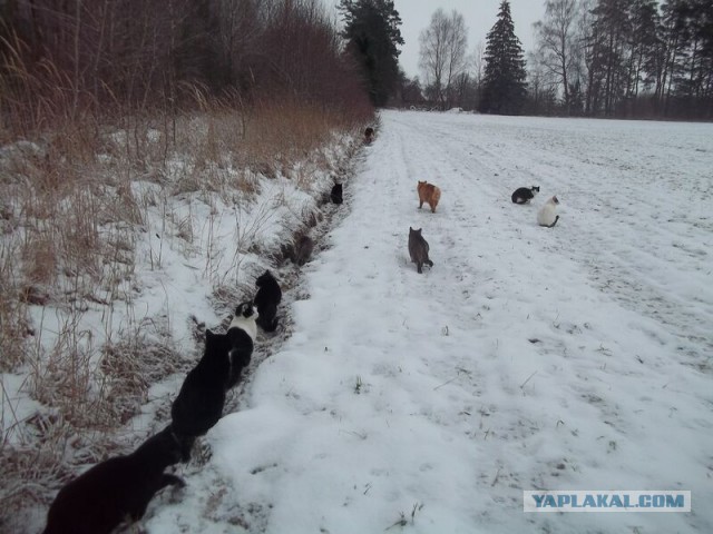 Жизнь домашнего приюта для котеек 37