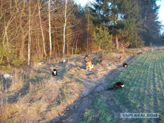 Жизнь домашнего приюта для котеек 45