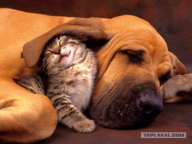 Котейки + Собакены = Любовь!