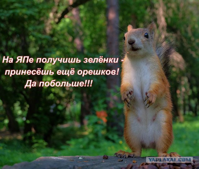 Белки забавные