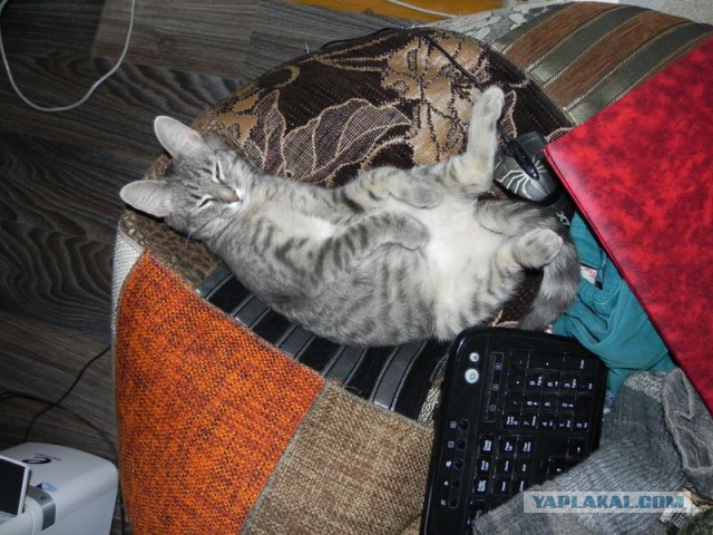 Котовторник