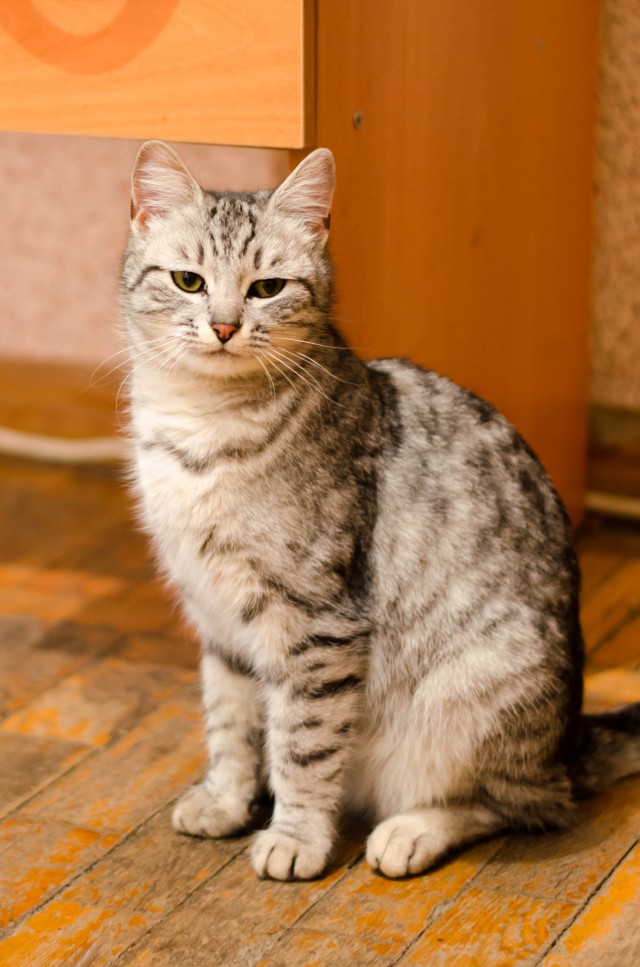 Новогодний котовторник,05.01.16.