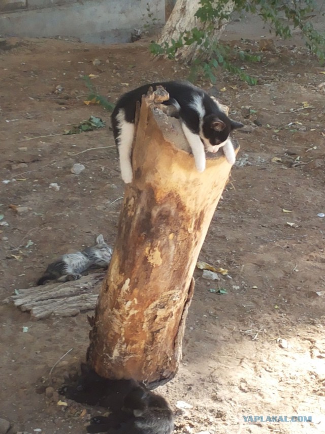 Кошки, которых я встретил на своем пути:)