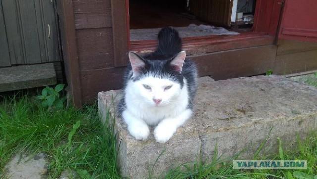 Котовторник 09.08.2016