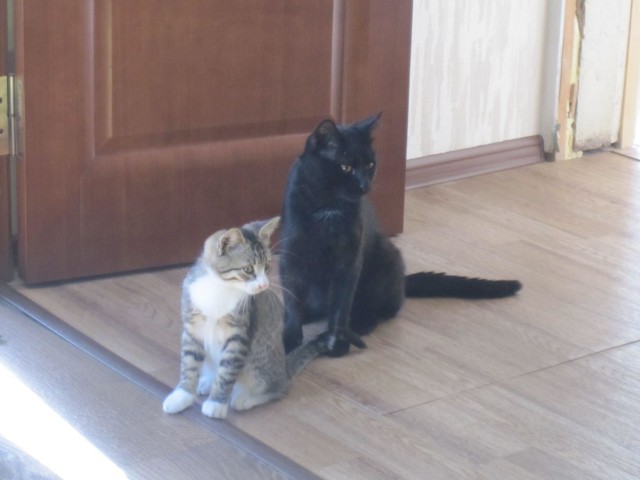 Котовторник 27.09.16