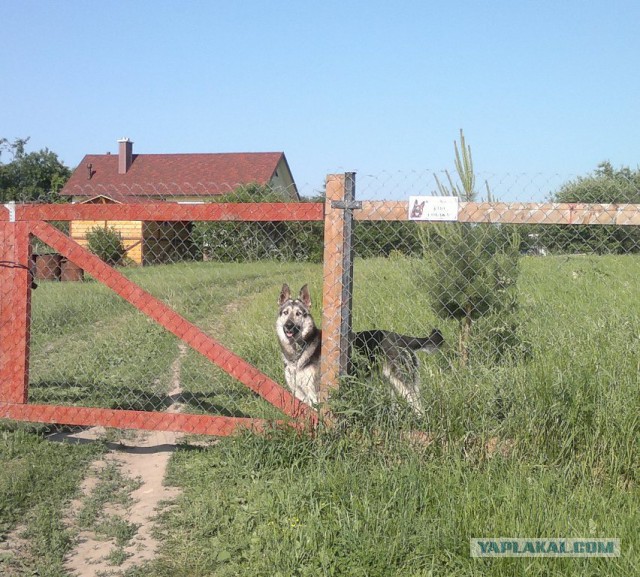 Осторожно! Злая собака!