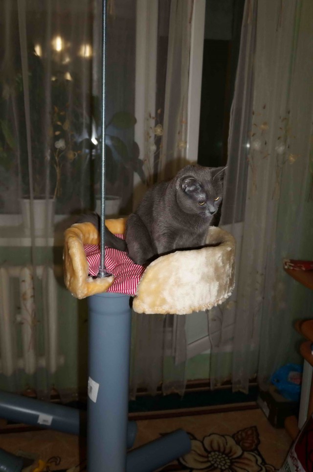 Очередной котодом на ЯПе (лёгких путей не ищем)