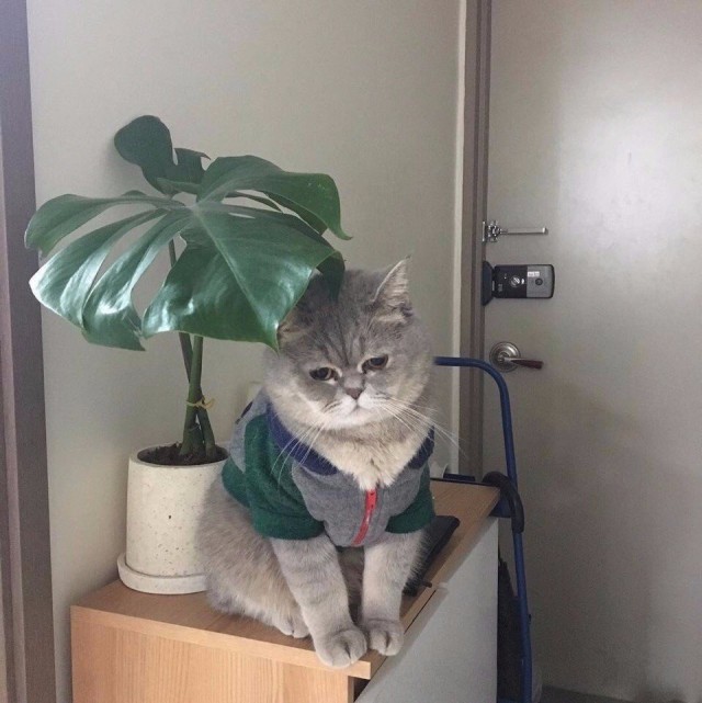 Коты и Кошки