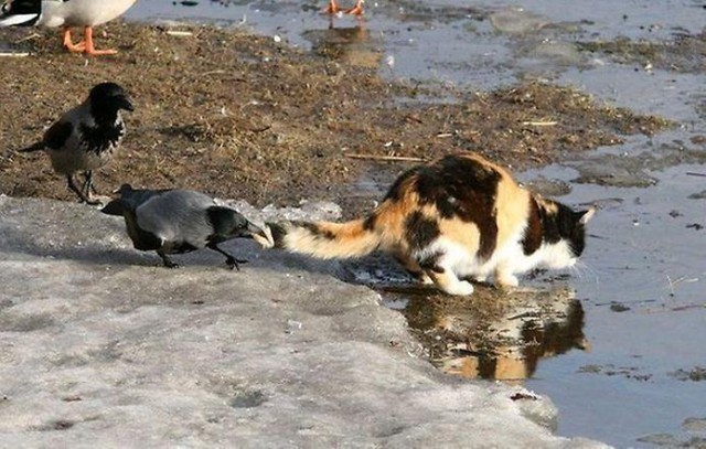 Коты и Кошки