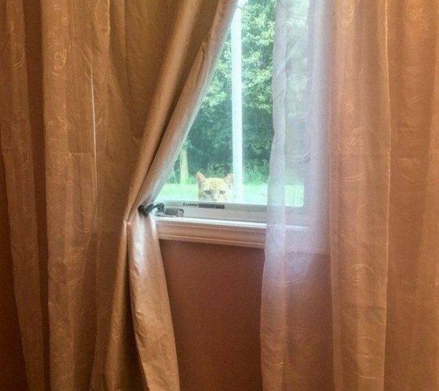 Коты и Кошки