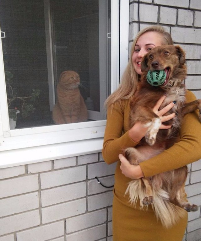 20 шикарных фотографий, в которых вся суть котов