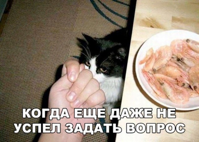 Коты и Кошки
