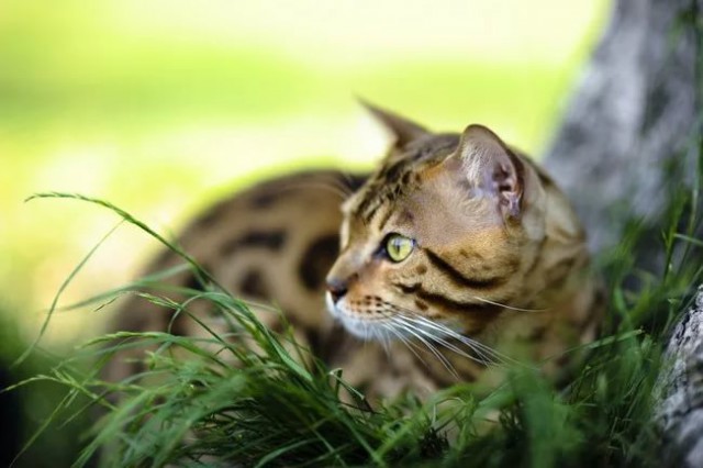 Коты и Кошки