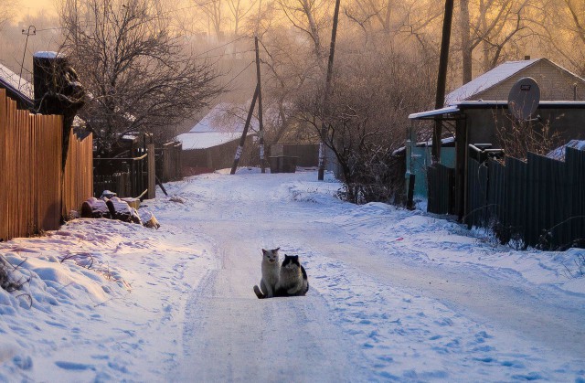 Коты и Кошки