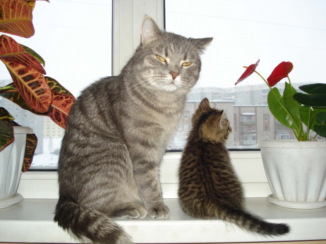 Котовторник 9.01.2018