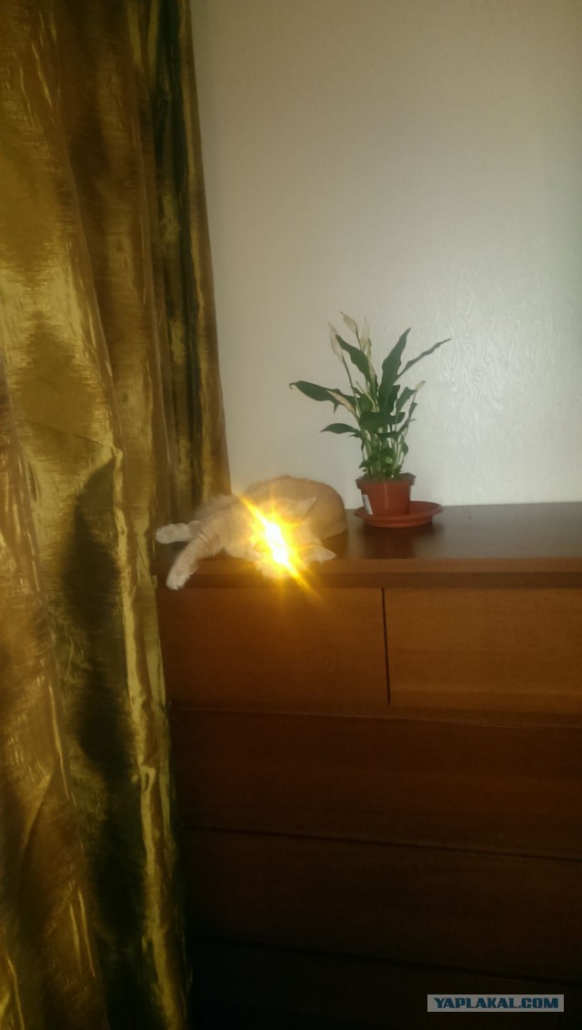 Ушастые кошки